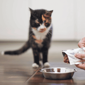 cat sitter feeding a cat in Durham, NC