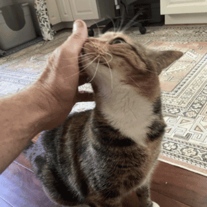 cat being pet by cat sitter from Bull City Pet Care