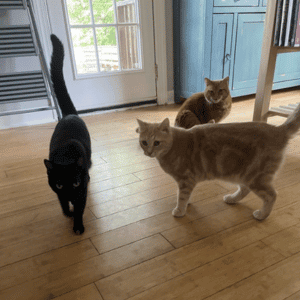 Why In-Home Pet Care Is the Best Choice for Your Cat - three cats in a Durham home being cared for by Bull City Pet Care