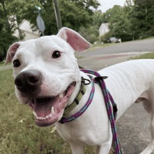happy dog on walk in Durham, NC How Do I Know if My Dog is Happy?