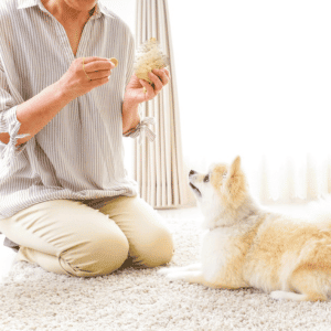 dog walker practicing training with a small white dog