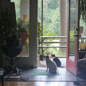 cats in a Durham home being cared for by Bull City Pet Care