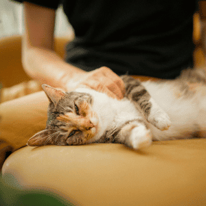 cat sitter petting a cat in Durham, NC