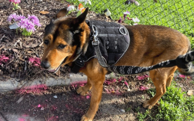 Dog Walker Appreciation Day: Our Durham Dog Walking Team