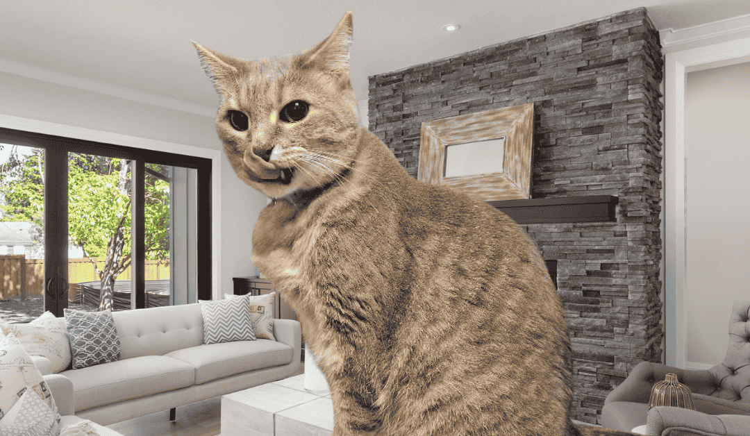 Happy Cat Month: Why In-Home Pet Care Is the Best Choice for Your Cat