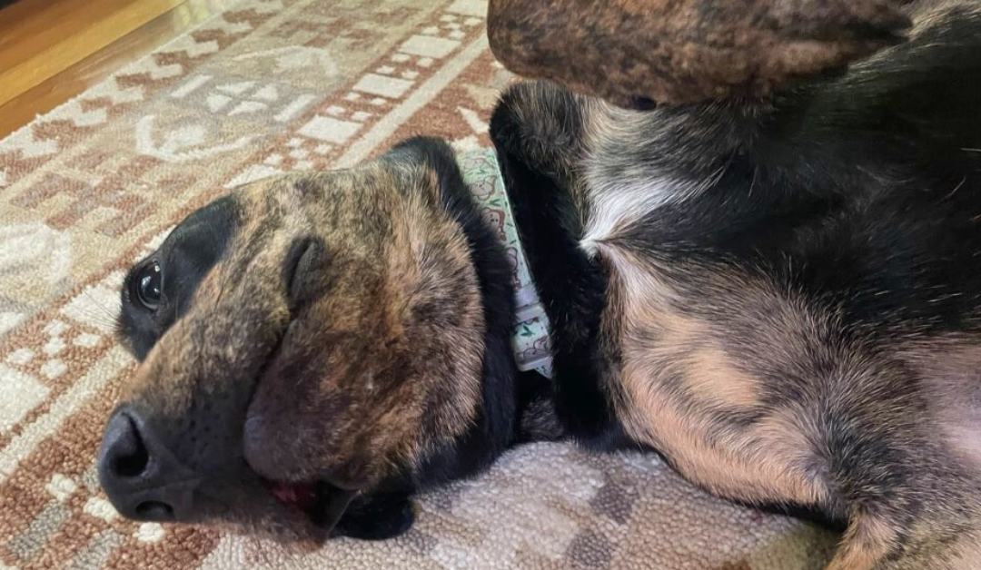 National Dog Week: How Do I Know if My Dog is Happy?