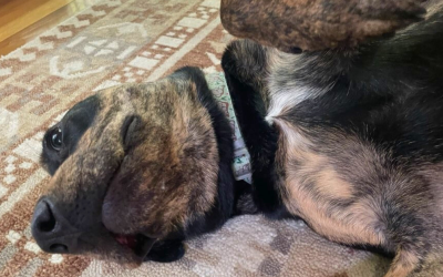 National Dog Week: How Do I Know if My Dog is Happy?