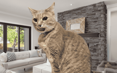 Happy Cat Month: Why In-Home Pet Care Is the Best Choice for Your Cat
