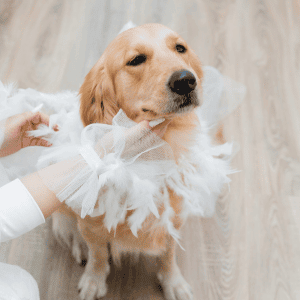 dog in costume at Barktoberfest Durham, NC 