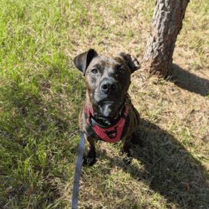 dog with Bull City Pet Care Dog Walker in Durham, NC