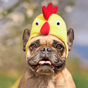 dog in costume at Barktoberfest Durham, NC 