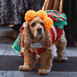 Dog-Friendly Halloween Events in Durham dog in costume
