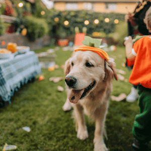 dog in Durham, NC yard on Halloween