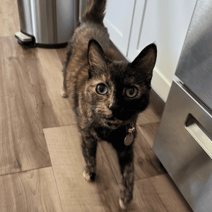 senior cat in Durham, NC home