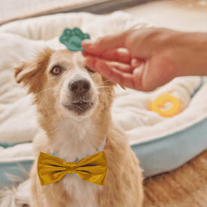 dog eating treat in Durham, NC