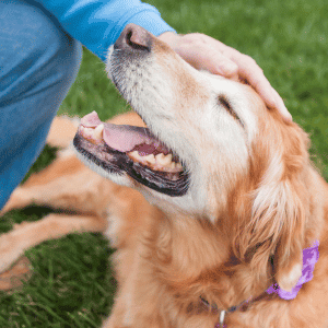 what's to love about senior pets - senior dog getting pets from owner in Durham, NC