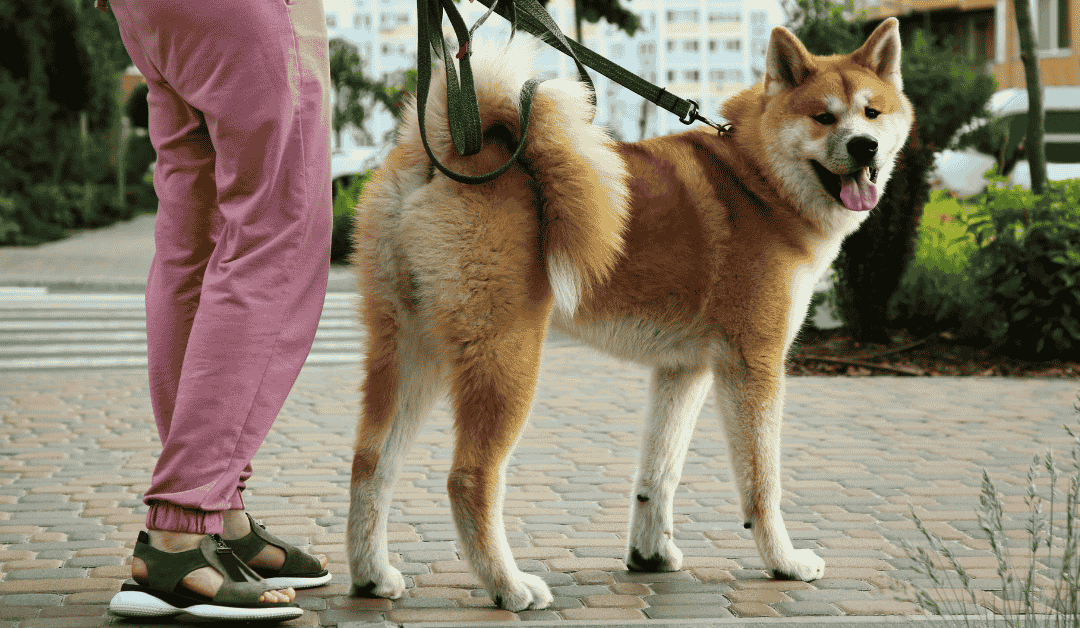 Dog Walker vs Pet Sitter: What’s the Difference and Which Do You Need?