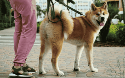 Dog Walker vs Pet Sitter: What’s the Difference and Which Do You Need?