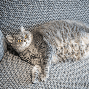How Durham Pet Parents Can Lower Your Pets' Diabetes Risk - cat laying on couch in Durham, NC