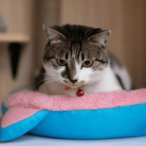cat in cat bed in a home in Durham, NC