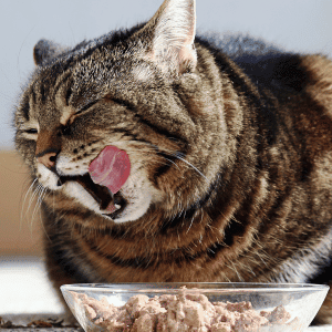 cat eating from clear food bowl in Durham, NC