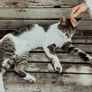 Celebrating Adopt a Senior Pet Month in Durham - volunteer petting cat