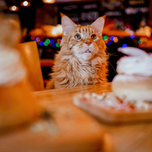 Thanksgiving Dinner in Durham, NC cat at table