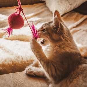 cat playing in Durham, NC