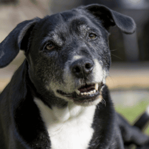 Celebrating Adopt a Senior Pet Month in Durham - adoptable dog