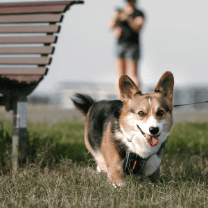 dog on walk in Durham, NC dog walker Bull City Pet Care