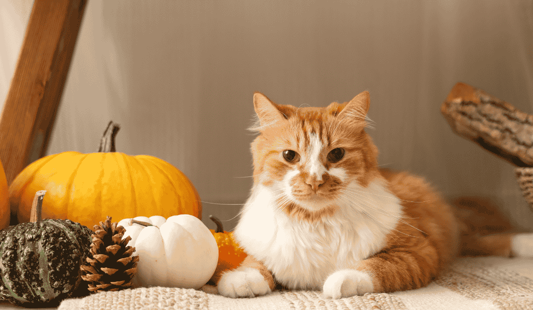 ​Top 5 Traits That Make Cats Excellent Pets