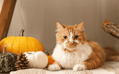 ​Top 5 Traits That Make Cats Excellent Pets