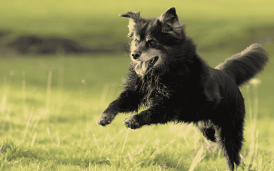 Celebrating Adopt a Senior Pet Month in Durham