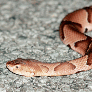 copperhead in Durham, NC