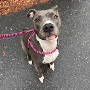 dog on leash with Bull City Pet Care dog walker The 5 Themes That Shaped Bull City Pet Care in 2025