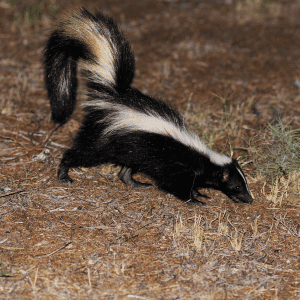 skunk in Durham, NC Keep Durham Dogs and Walkers Safe During Mating Seasons