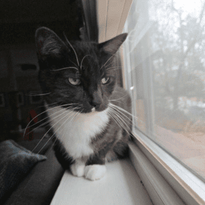 cat in home cat sitting durham