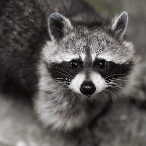 raccoon in Durham, NC