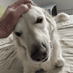 dog with dog walker in Durham, NC