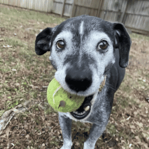 dog playing with tennis ball Bull City Pet Care dog walker