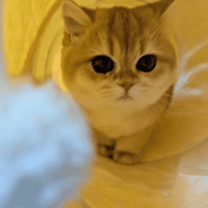 cat playing Durham NC