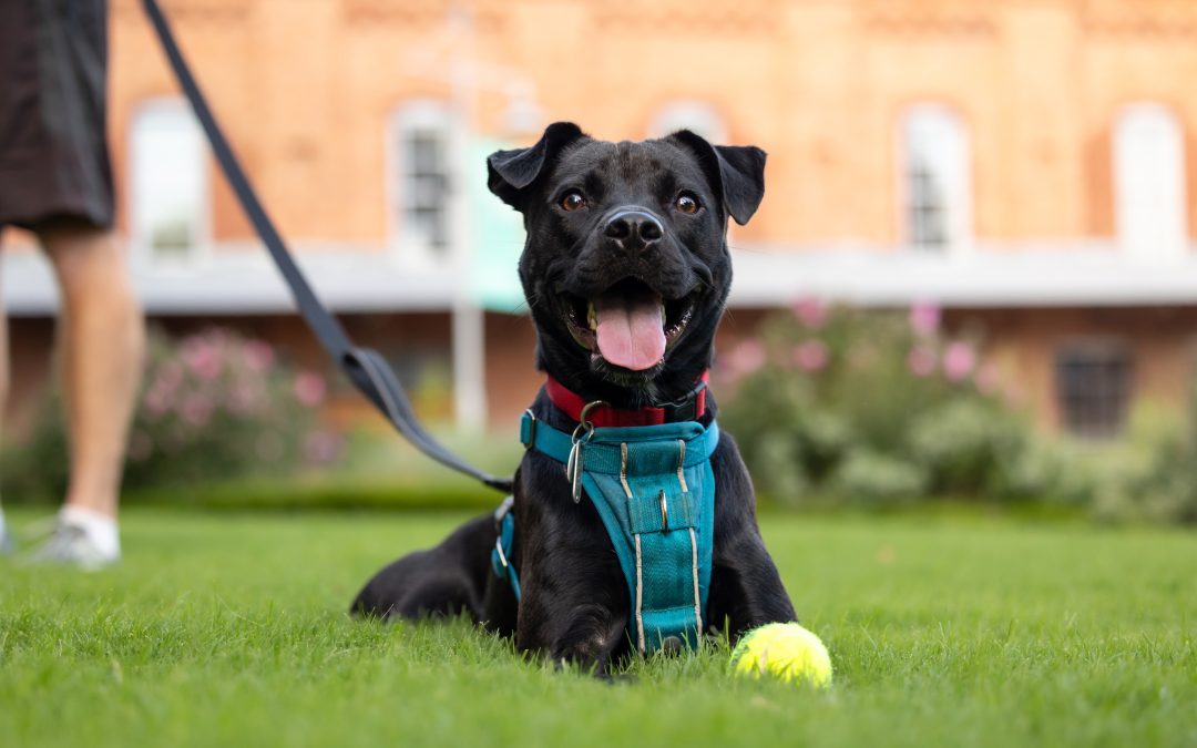 Spring Allergies in Dogs: What Durham Pet Owners Should Watch For