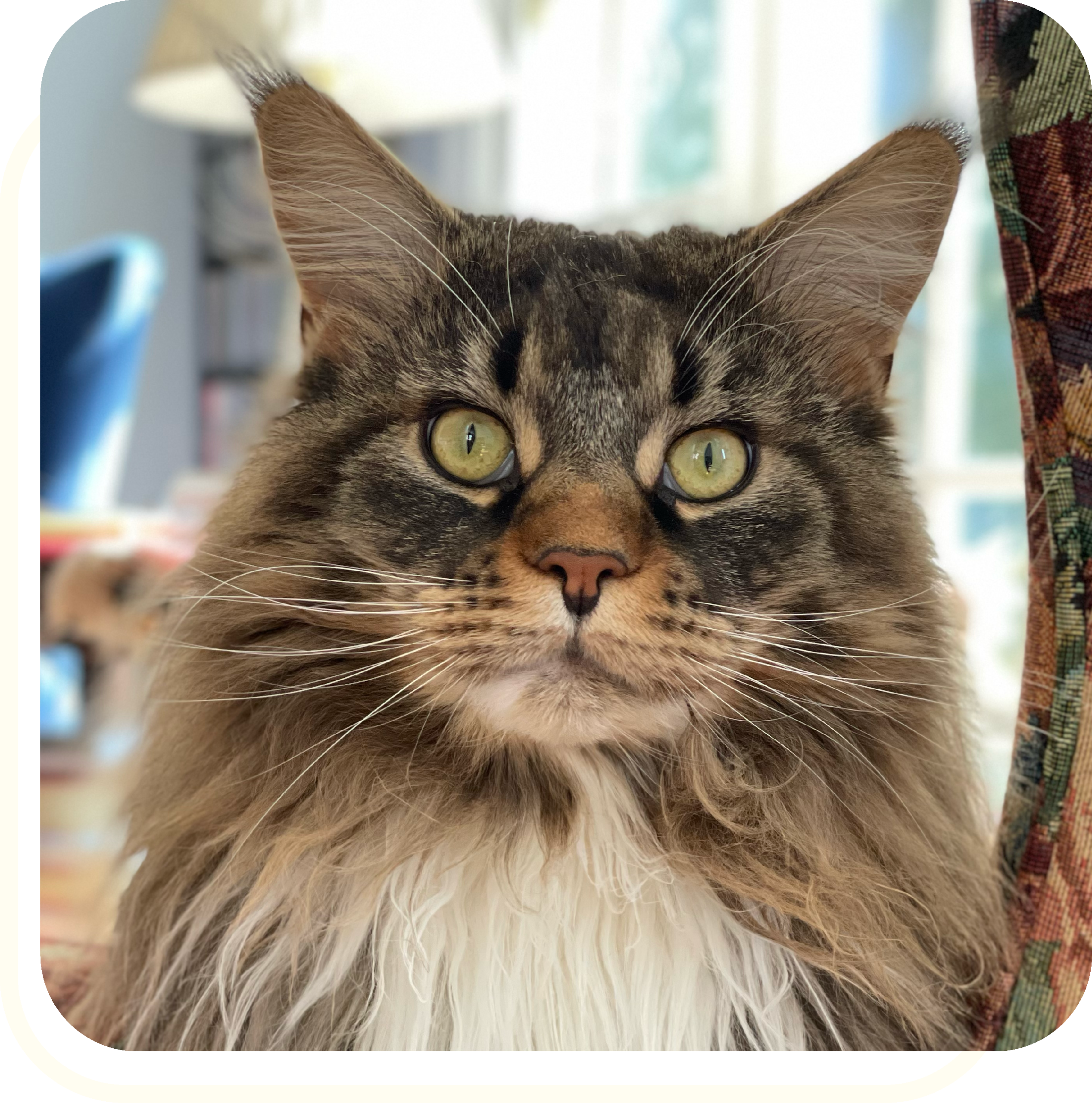 maine coon cat