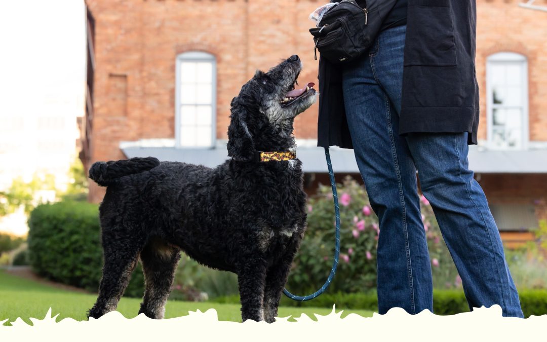 How Mid-Day Dog Walks Improve Behavior in High-Energy Breeds