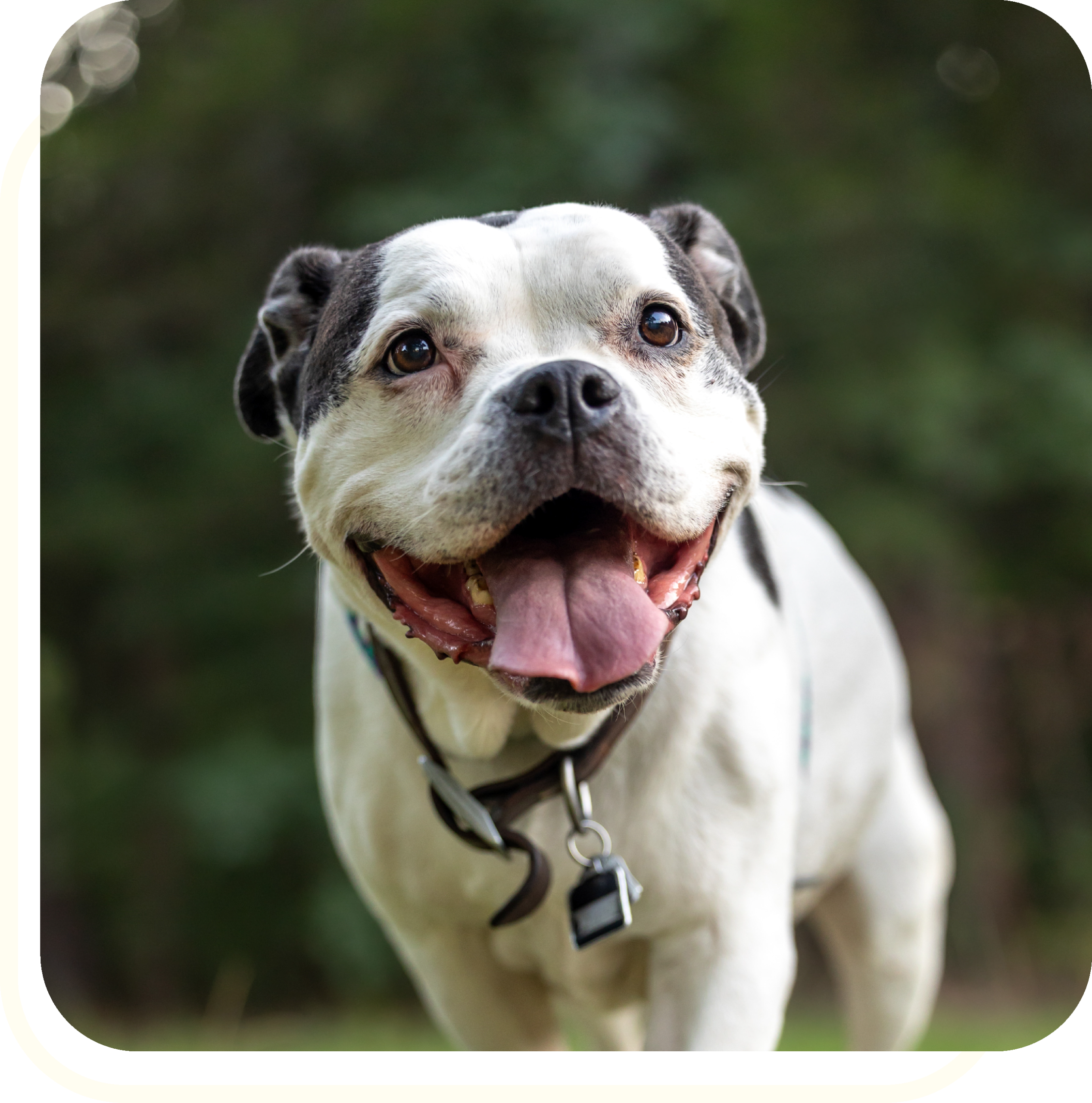 Bull City Pet Care Durham Dog Walking & Pet Sitting