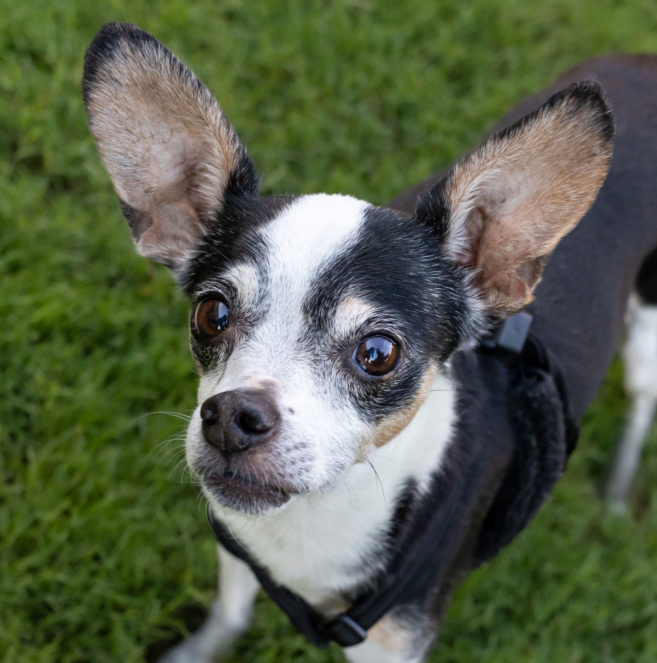 chihuahua mix standing in the grass