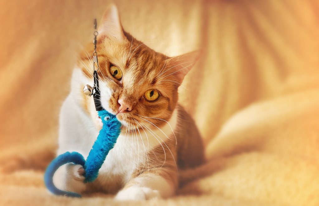Playful indoor cat batting a toy across the floor during an enrichment play session at home.