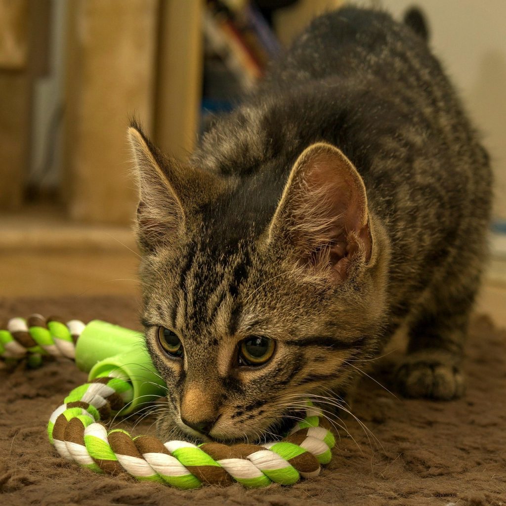 Playful indoor cat batting a toy across the floor during an enrichment play session at home.