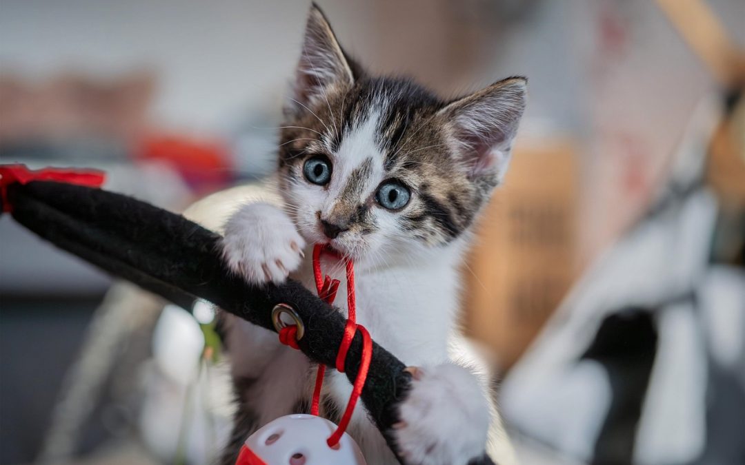 How to Keep Indoor Cats Happy When You’re Gone All Day