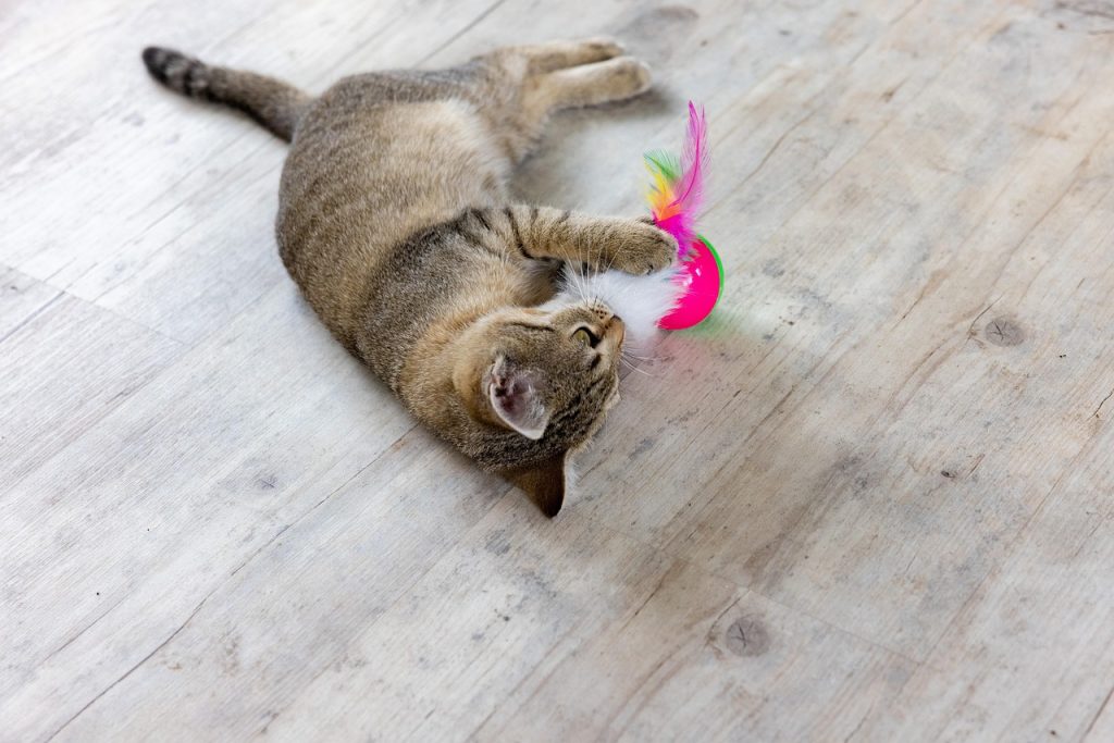 Playful indoor cat batting a toy across the floor during an enrichment play session at home.